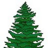 13rustedpine