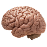 drgrossman77
